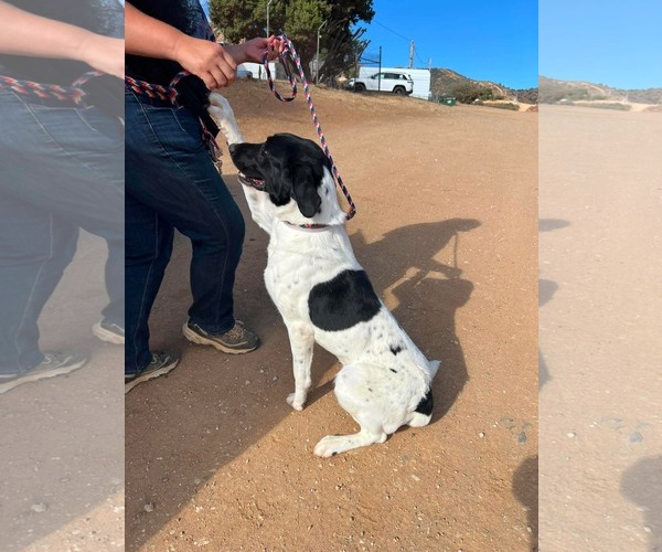 Medium Photo #7 Lab-Pointer Puppy For Sale in San Diego, CA, USA