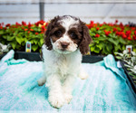 Small Photo #11 Cockapoo Puppy For Sale in WAKARUSA, IN, USA