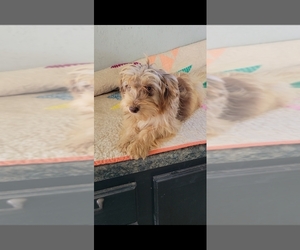 Aussiedoodle Miniature Puppy for sale in ROCHESTER, IN, USA