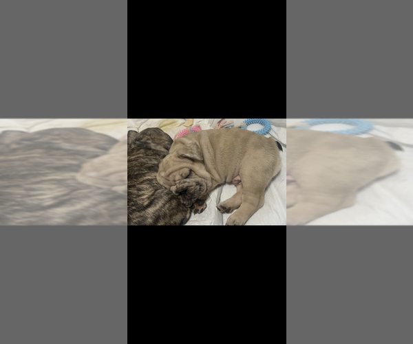 Medium Photo #3 French Bulldog Puppy For Sale in CULPEPER, VA, USA