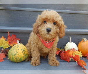 Cavapoo Puppy for sale in MILLERSBURG, OH, USA