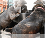 Small Photo #6 Cane Corso Puppy For Sale in DUBUQUE, IA, USA