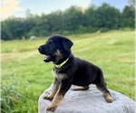 Small #3 German Shepherd Dog