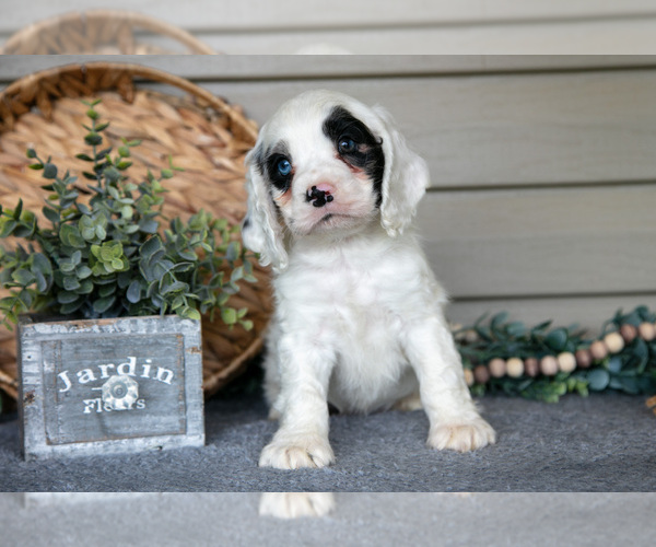 Medium Photo #1 Cocker Spaniel Puppy For Sale in SEAMAN, OH, USA
