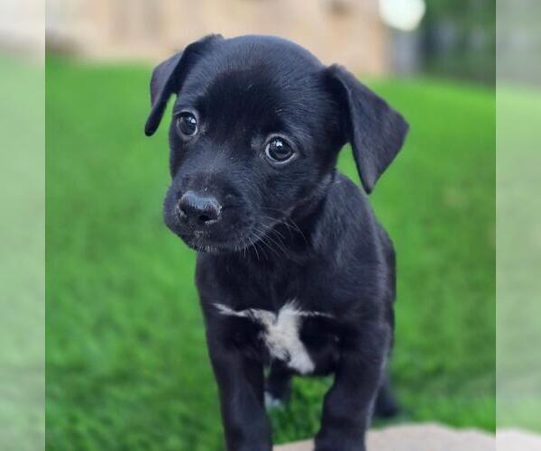 Medium Photo #1 Mutt Puppy For Sale in San Diego, CA, USA