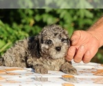 Small #6 Poodle (Toy)
