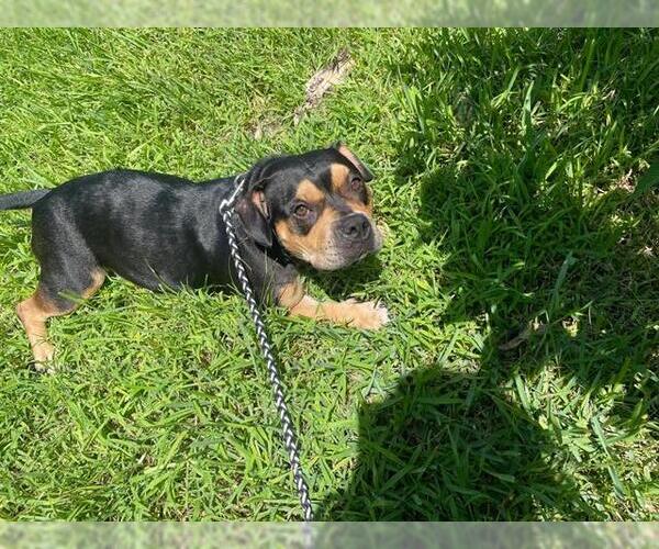 Medium Photo #1 Mutt Puppy For Sale in Orlando, FL, USA