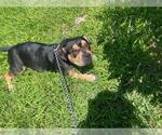 Small Mutt