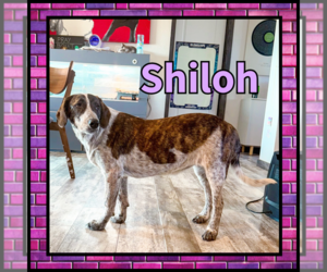 Shiloh GDP - Female Collie Dog for Adoption - Photo #2