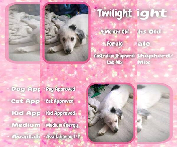 Medium Photo #2 Labrador Retriever-Unknown Mix Puppy For Sale in Jacksonville, NC, USA