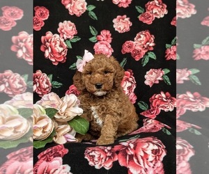 Poodle (Miniature) Puppy for sale in QUARRYVILLE, PA, USA