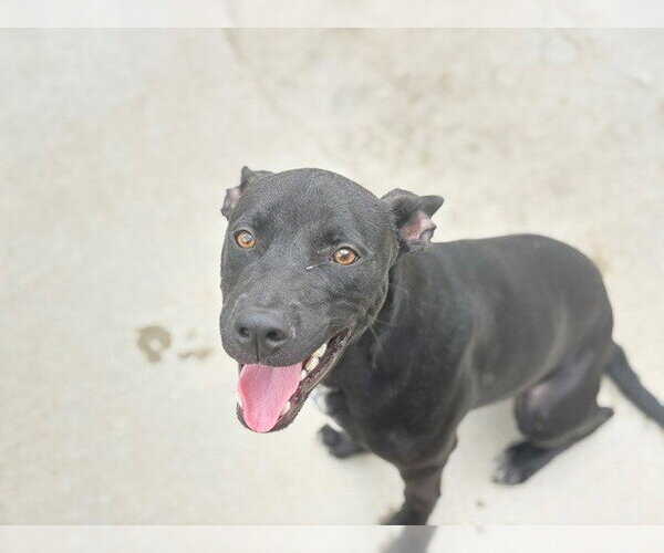 Medium Photo #2 Staffordshire Bull Terrier-Unknown Mix Puppy For Sale in Tulsa, OK, USA