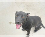 Small #1 Staffordshire Bull Terrier Mix