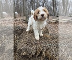 Puppy Flower Aussie-Poo-Goldendoodle Mix