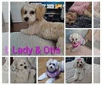 Small Photo #1 Maltipoo (Miniature) Puppy For Sale in SAN ANTONIO, TX, USA