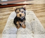 Small Photo #7 Yorkshire Terrier Puppy For Sale in LOS ANGELES, CA, USA