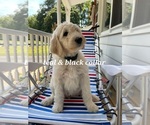 Small Photo #2 Goldendoodle Puppy For Sale in ARNOLD, MD, USA
