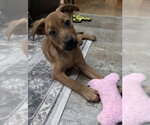 Small Photo #3 Rottweiler-Unknown Mix Puppy For Sale in Lakewood, CO, USA
