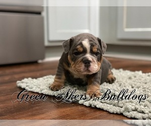 Bulldog Puppy for sale in OOLOGAH, OK, USA