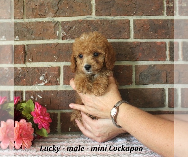Medium Photo #4 Cockapoo (Miniature) Puppy For Sale in CLARKRANGE, TN, USA