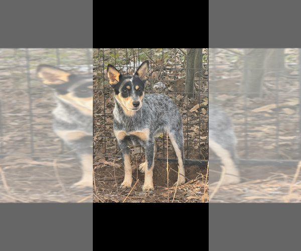 View Ad: Australian Cattle Dog Dog for Adoption near Texas, SHERMAN ...