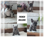 Small #10 French Bulldog