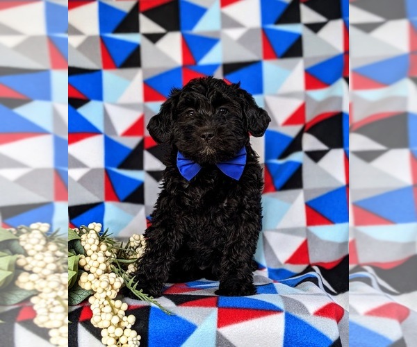 Medium Photo #1 Miniature Labradoodle Puppy For Sale in QUARRYVILLE, PA, USA