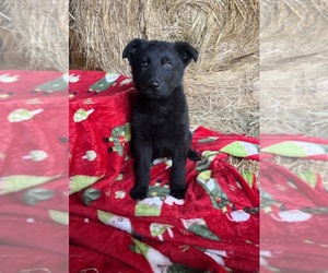 German Shepherd Dog Puppy for Sale in WEST LIBERTY, Kentucky USA