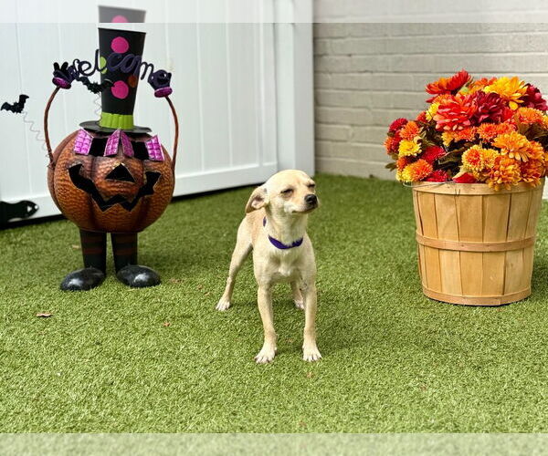 Medium Photo #2 Chihuahua Puppy For Sale in Canton, CT, USA