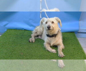 Mutt Dogs for adoption in Downey, CA, USA