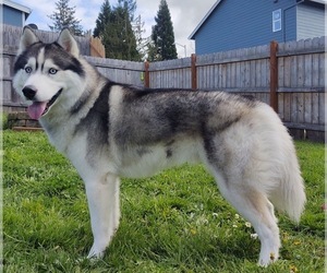 Father of the Siberian Husky puppies born on 04/10/2024