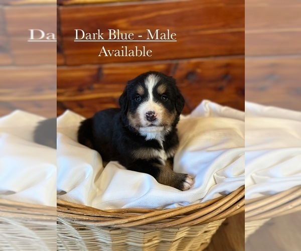 Medium Photo #1 Bernese Mountain Dog Puppy For Sale in JONESBORO, AR, USA