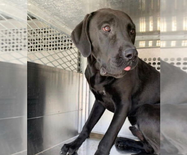 Medium Photo #3 Great Dane-Unknown Mix Puppy For Sale in Bullard, TX, USA