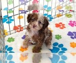 Leo - Male Cockapoo (Toy)-Poodle (Toy) Mix Puppy for Sale - Photo #8