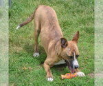 Small #10 Boxer-Bull Terrier Mix
