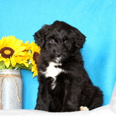 Aussiedoodle Puppy for sale in GAP, PA, USA
