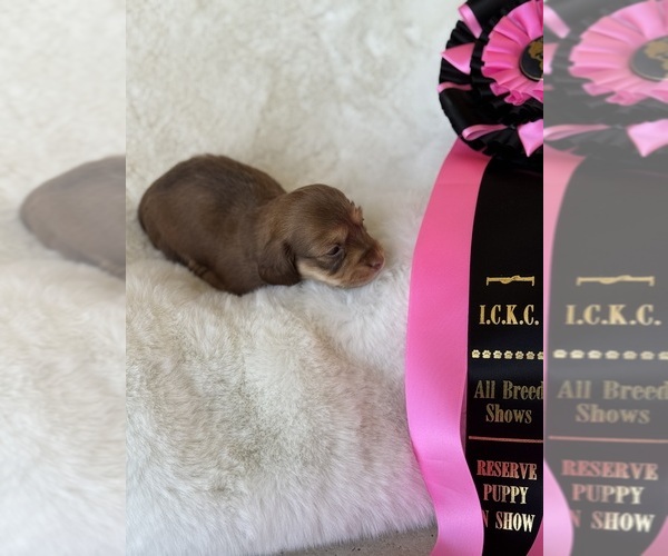 Medium Photo #1 Dachshund Puppy For Sale in DE KALB, TX, USA