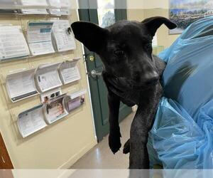 German Shepherd Dog Dogs for adoption in Pasadena, CA, USA
