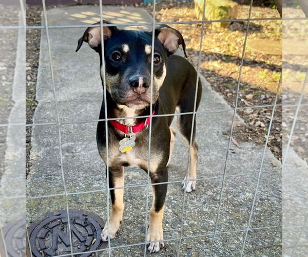 Medium Photo #5 Rat Terrier-Unknown Mix Puppy For Sale in Atlanta, GA, USA