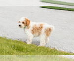 Small #8 Goldendoodle (Miniature)
