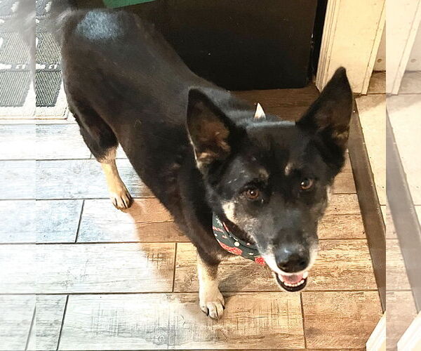 Medium Photo #1 German Shepherd Dog-Siberian Husky Mix Puppy For Sale in Mobile, AL, USA