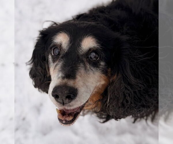 Medium Photo #2 Colonial Cocker Spaniel-Unknown Mix Puppy For Sale in Jefferson, WI, USA