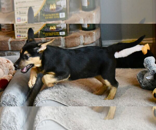 Medium Photo #3 Labrador Retriever-Unknown Mix Puppy For Sale in Mechanicsburg, PA, USA