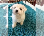 Small Maltese