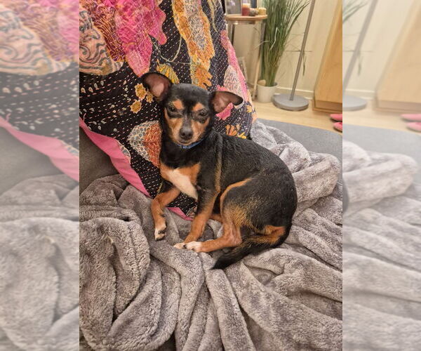 Medium Photo #2 Chipin Puppy For Sale in Studio City, CA, USA