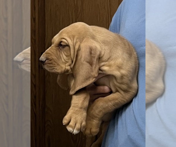Medium Photo #11 Bloodhound Puppy For Sale in FORT MORGAN, CO, USA