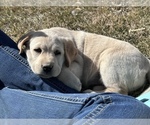 Small Photo #17 Labrador Retriever Puppy For Sale in HUDSON, CO, USA
