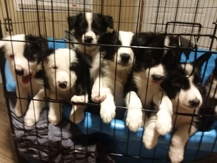 Border Collie Puppy for sale in GROVELAND, FL, USA