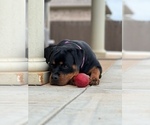 Small Photo #4 Rottweiler Puppy For Sale in VONORE, TN, USA