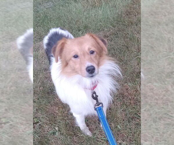 Medium Photo #3 Mutt Puppy For Sale in Fort Wayne, IN, USA